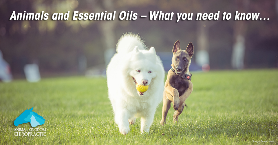 Animals and Essential Oils